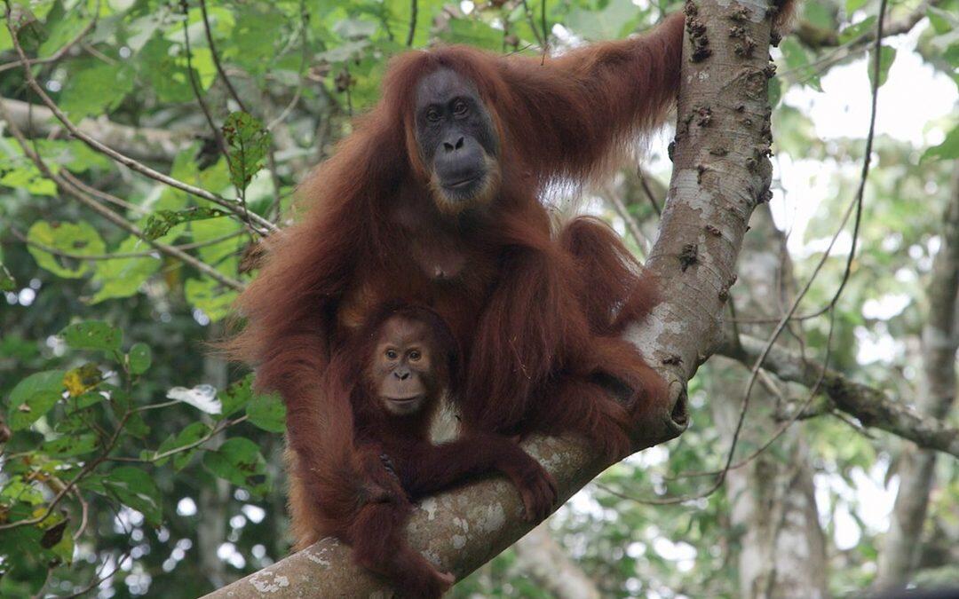 Bornean orangutan is now “critically endangered”
