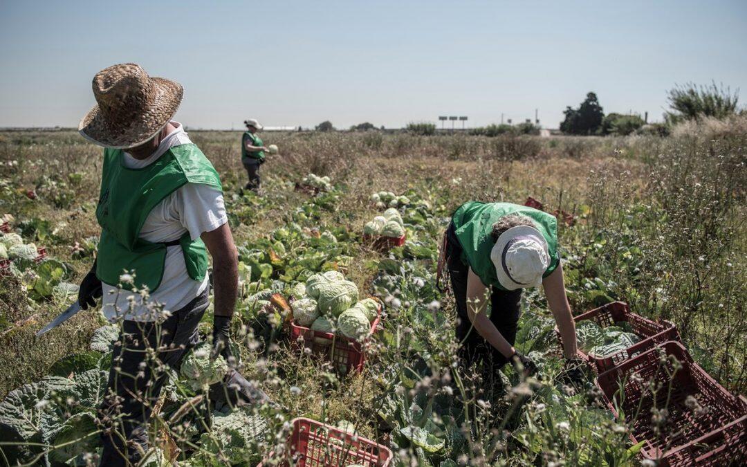 Food waste: harvesting Spain’s unwanted crops to feed the hungry