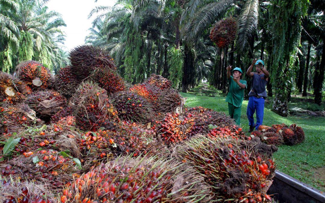 Oil palm production causing high tropical deforestation