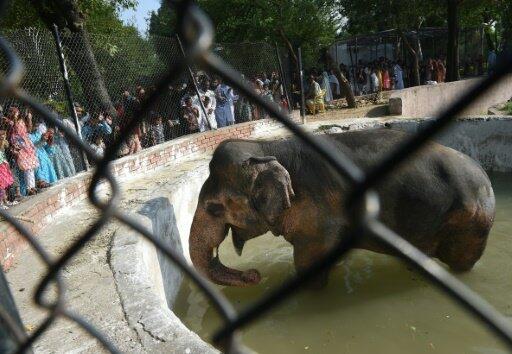 Emoi au Pakistan sur le sort d’un éléphant en captivité