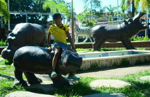 Des hippopotames, insolite héritage du capo Pablo Escobar