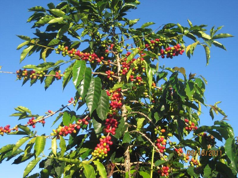 Did you know coffee trees produce its first full crop after 5 years old