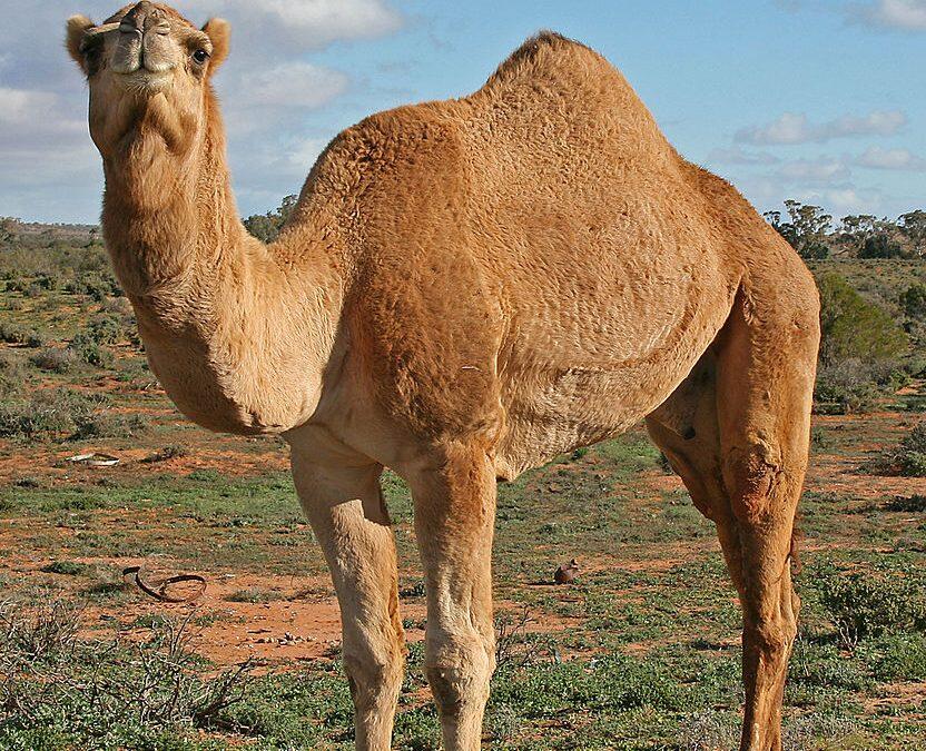 Did you know camel’s milk doesn’t curdle