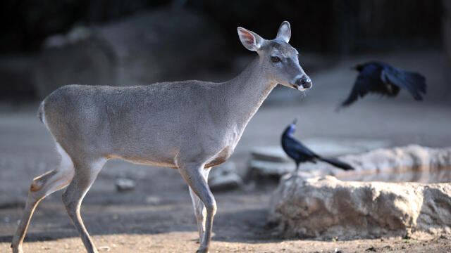 Man Pleads Guilty For Illegally Obtaining $55,000 Worth Of Deer Semen