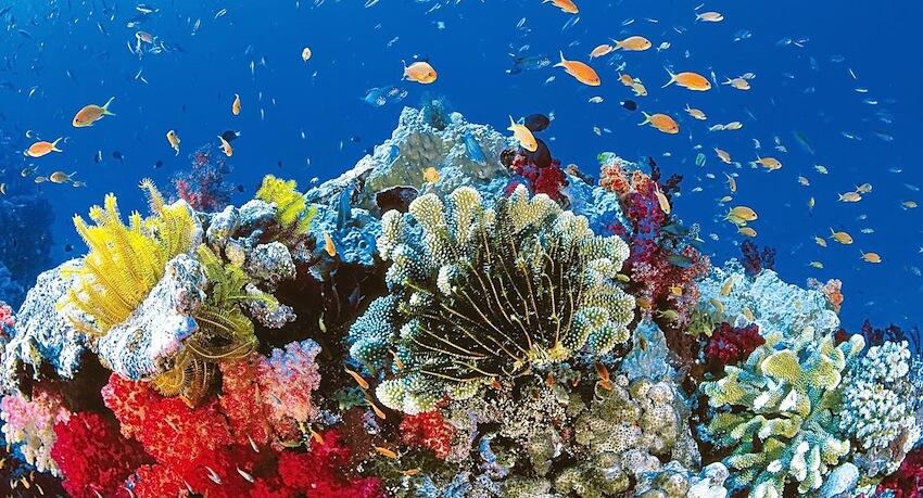 Declive de la Gran Barrera de Coral: ¿un paraíso perdido?