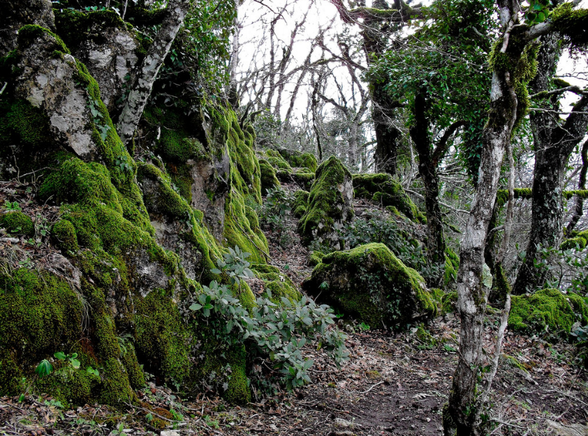 One of Syria’s “magnificent” forests is abolished… Who should we blame?