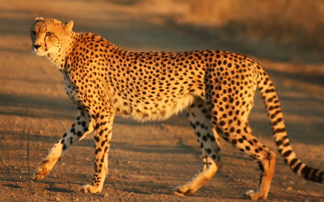 Did you know the cheetah is the only cat that can’t retract it’s claws