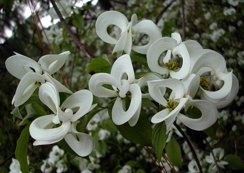 Ghost orchid scientists aim to restore rare Florida flowers