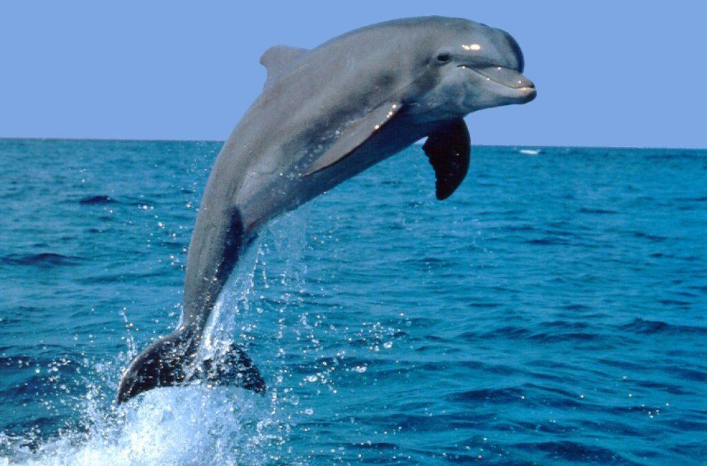 Did you know dolphins can hear underwater sounds from 24km (15miles) away