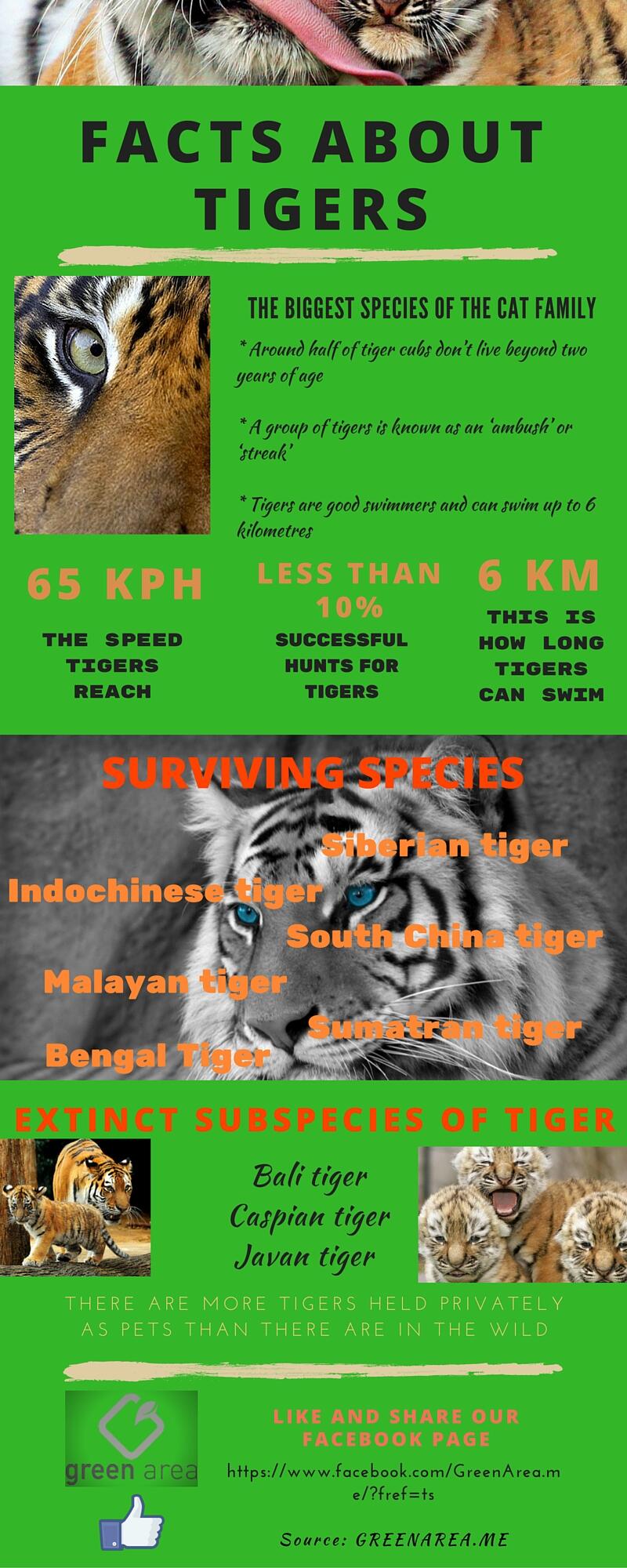 Facts aboutTIGERS