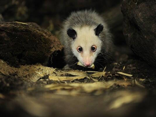 New Zealand pledges to eliminate rats, possums by 2050