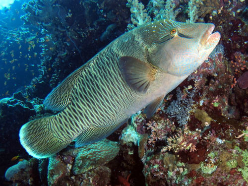 Humphead wrasse