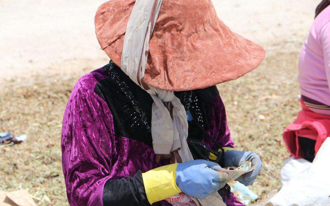 La recolección de la  Gundelia revela la amargura de la labor de las mujeres invisibles