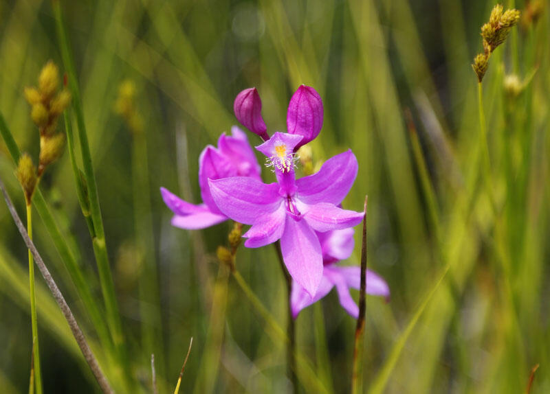 From a vast open-pit iron mine to a plant community