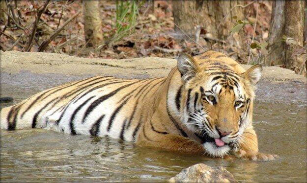 Mystery of missing Jai, India’s most beloved tiger