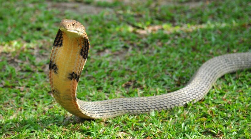 Did you know a King Cobra is the biggest of all poisonous snakes and can grow to over 4 metres (13 feet) long