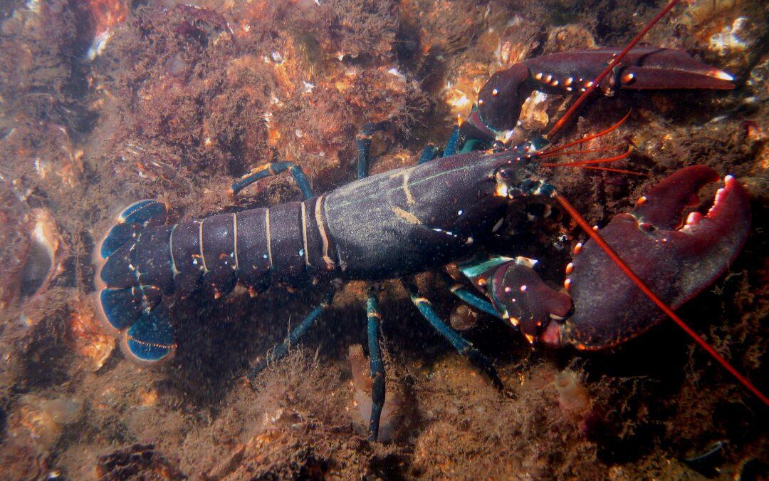 Did you know a lobsters blood is colorless but when exposed to oxygen it turns blue