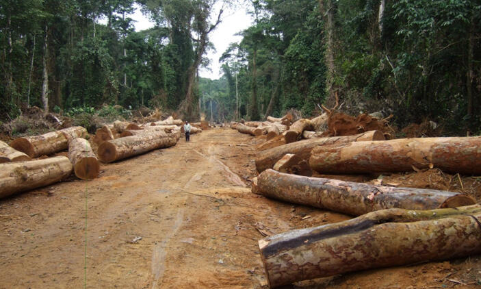 DRCongo to scrap illegal China logging contracts