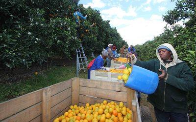 Fruit growers nurture ties with Italy