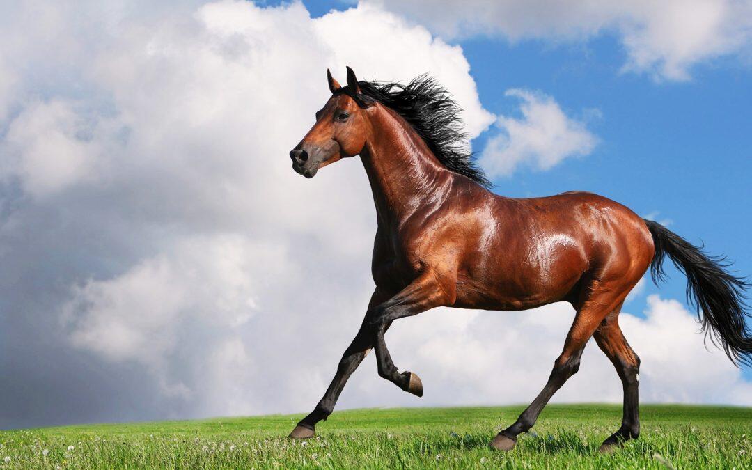 Did you know horses have 18 more bones than humans