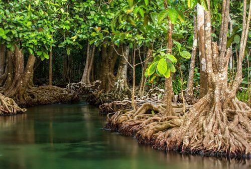 Mangroves (1)