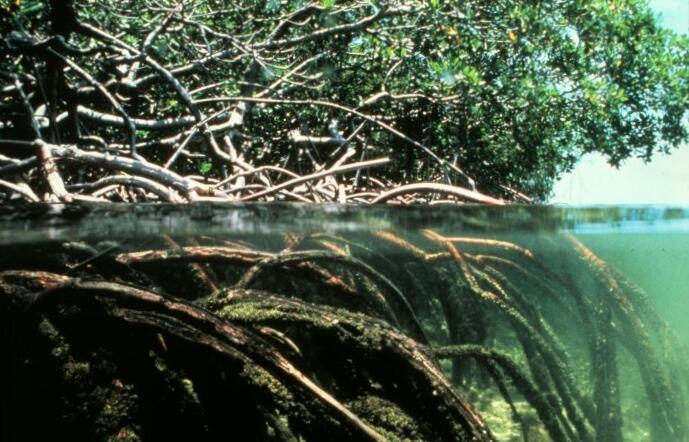 Mangroves fall foul of climate change