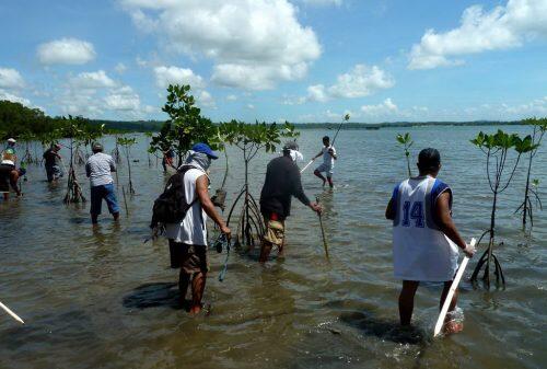 Mangroves1