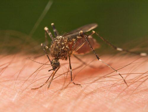 Mosquito_Tasmania_crop