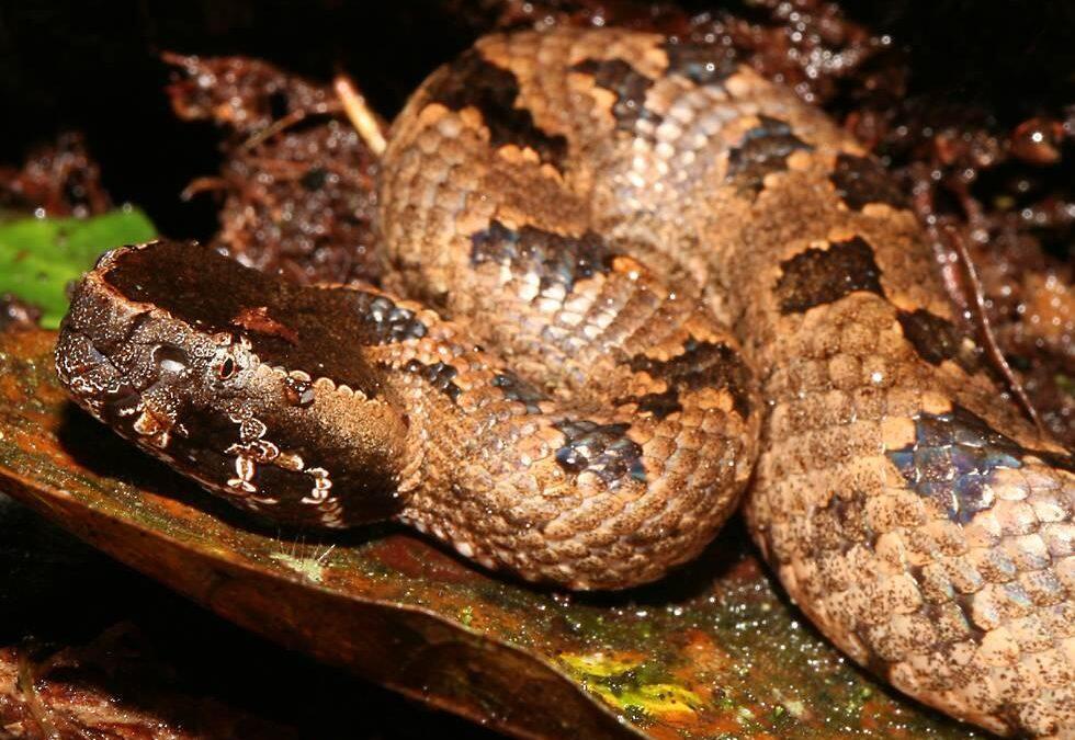 Scale mail: Venomous vipers found in Richmond package