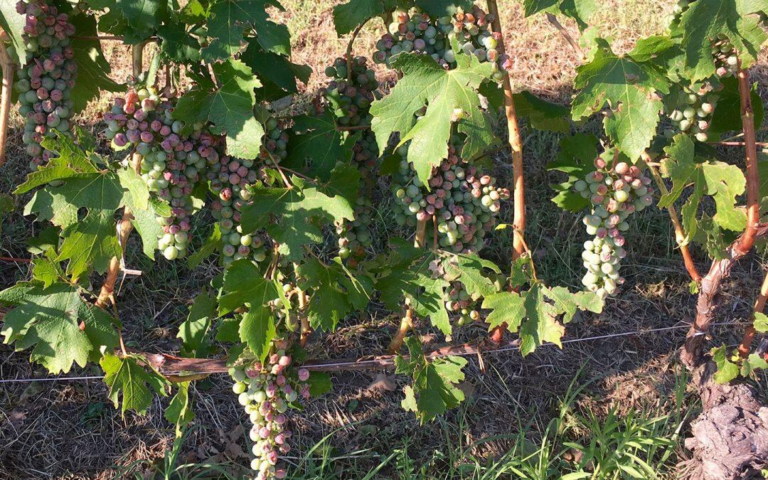 Summer Hailstorms Pummel Barolo and Monferrato Vineyards