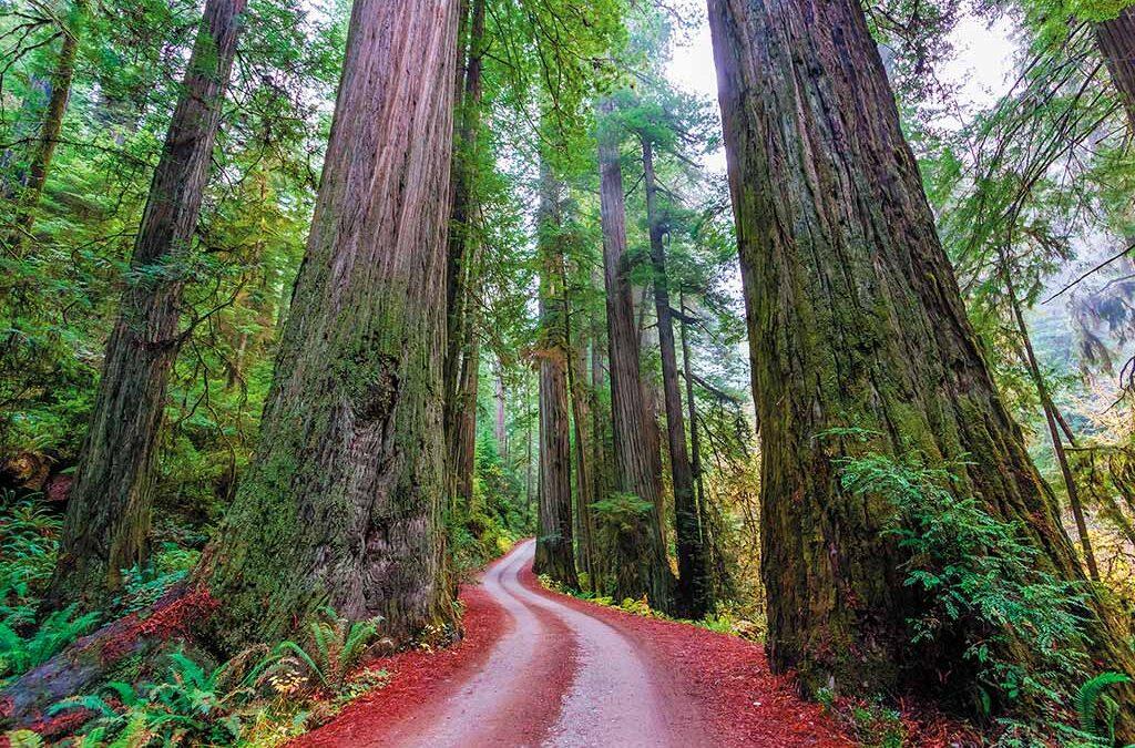 Redwoods potent in fighting climate change