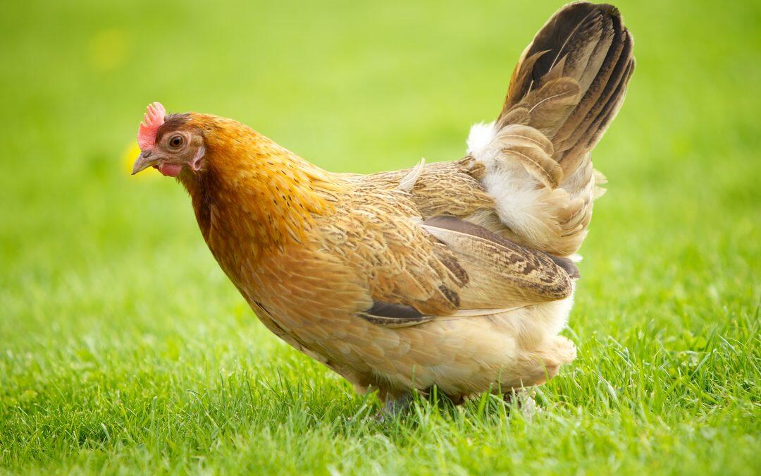 Did you know the average hen lays 228 eggs a year