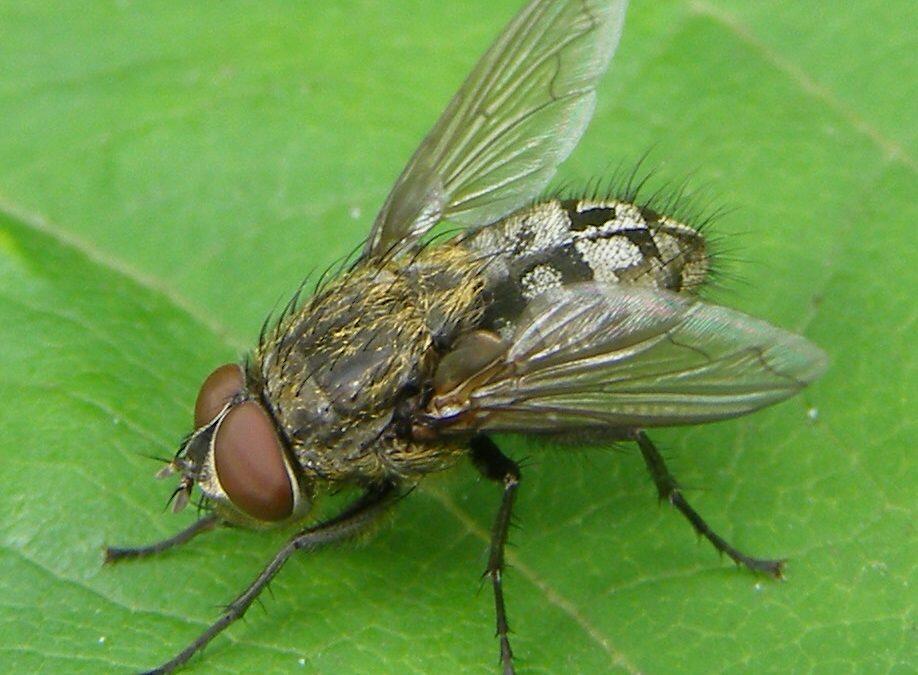 Did you know flys always launch backwards for a quick getaway