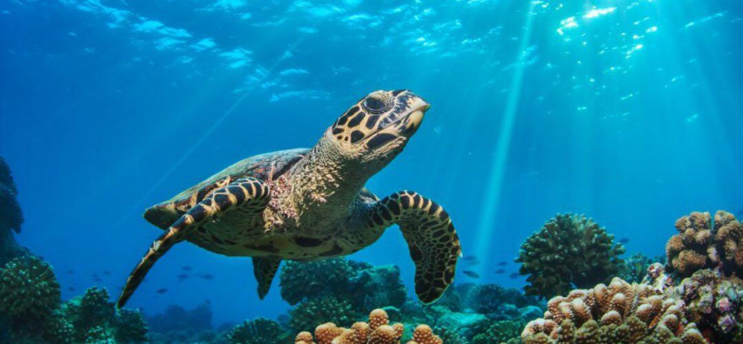 Pollution on reefs could be causing tumors in sea turtles