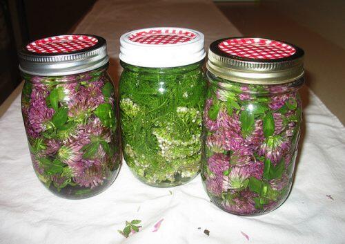 Red-Clover-and-Yarrow-TInctures