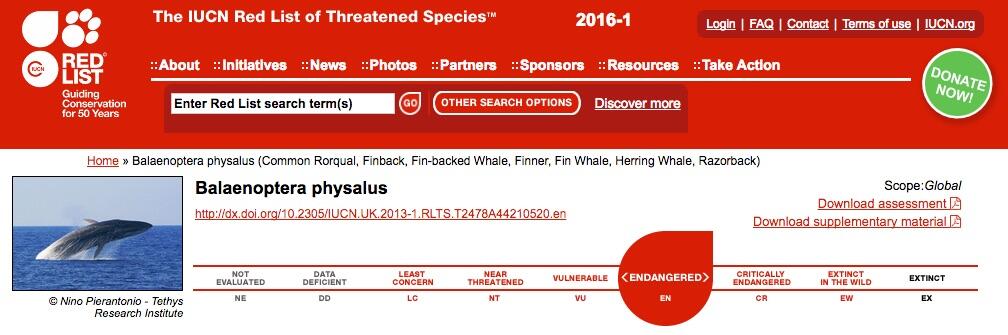 Redlist Fin Whale