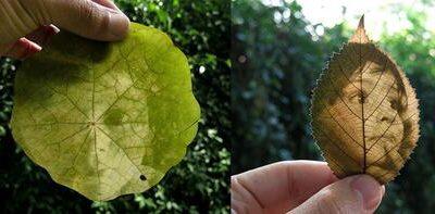 Revelan-fotos-en-hojas-de-plantas-utilizando-sus-pigmentos-naturales_large