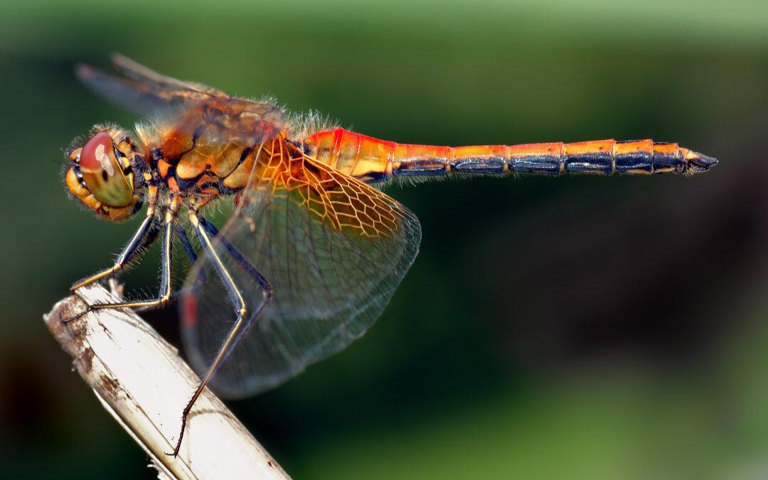 Did you know dragonflies have 6 legs but can’t walk