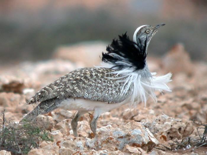 UAE’s role in houbara conservation