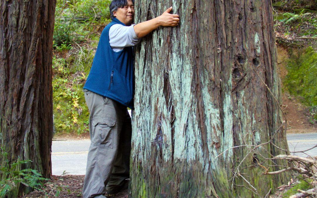 Did you know tree hugging is forbidden in china