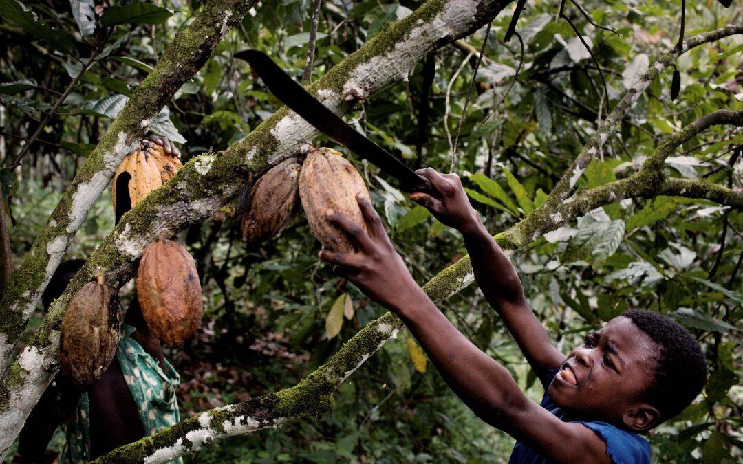 World’s top cocoa producer invaded by caterpillars!