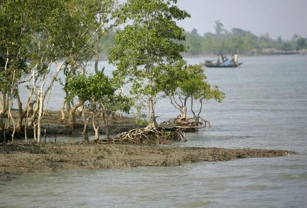 Bangladesh coal plant threatens World Heritage mangrove