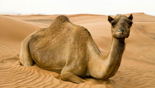 Did you know camel’s milk doesn’t curdle