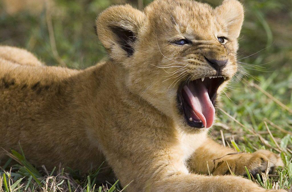 Did you know lion’s can’t roar until the age of 2