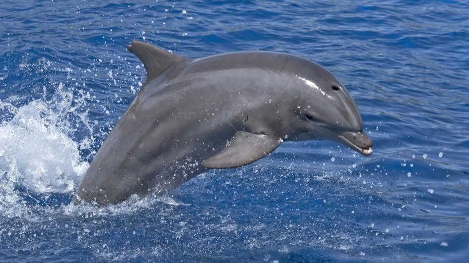 Did you know a dolphins top speed is 60kmh (37mph)