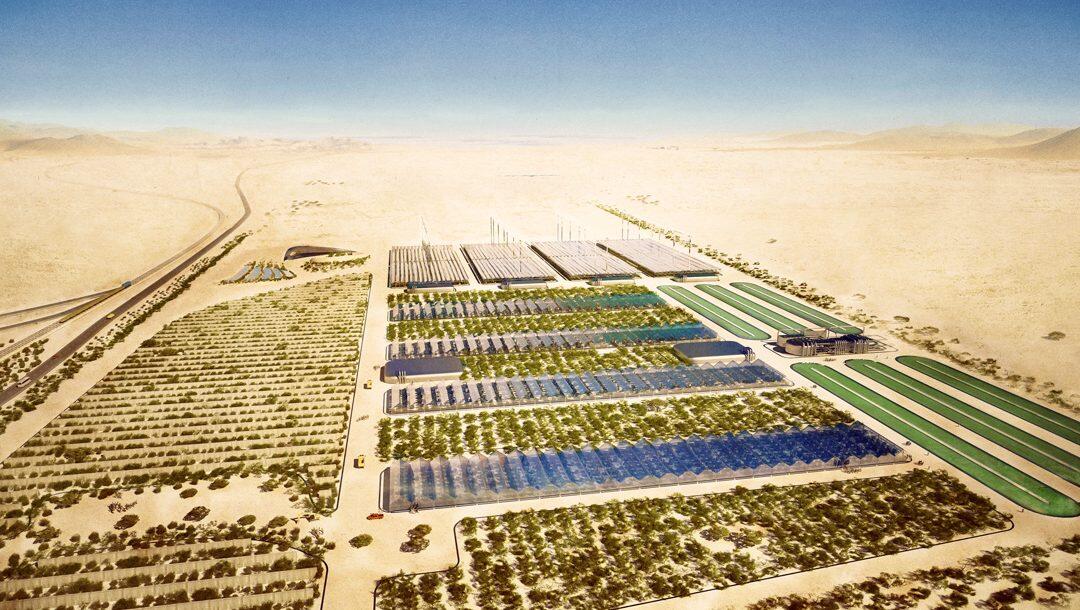 Désert vert cultivé dans le Sahara