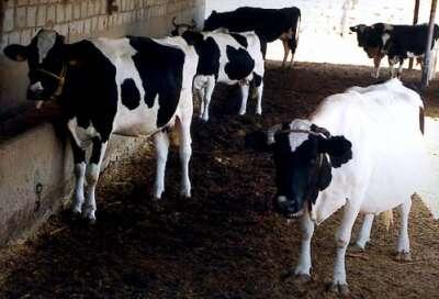 L’influence de la Lune sur le calendrier des livraisons de vaches