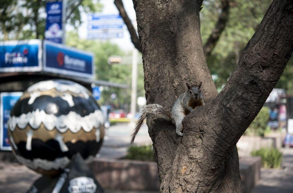 Mexico to plant 18 million trees against pollution