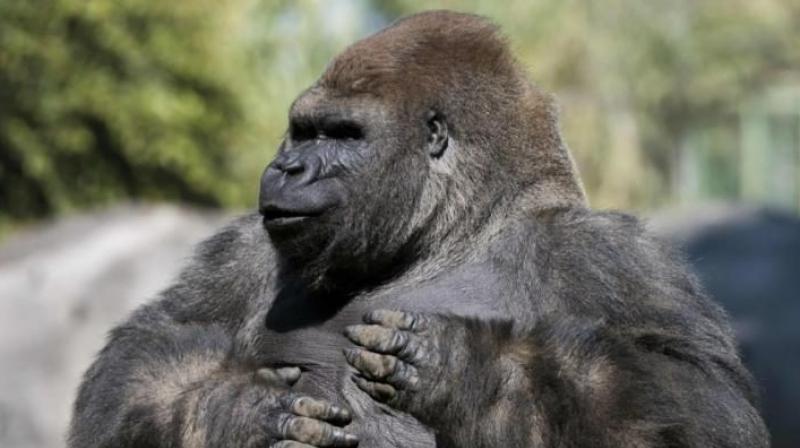 Mexican zoo shocked after beloved gorilla dies while being transported for mating