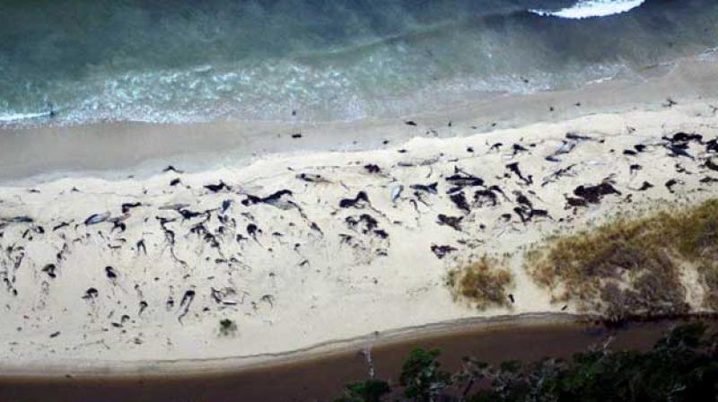 70 whale corpses discovered in Chile